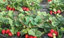 爆料种植草莓视频大全最新,揭秘最新视频大全中的种植技巧与经验分享