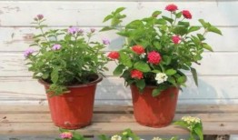 明艺工作室最新爆料视频,精彩内容抢先看！